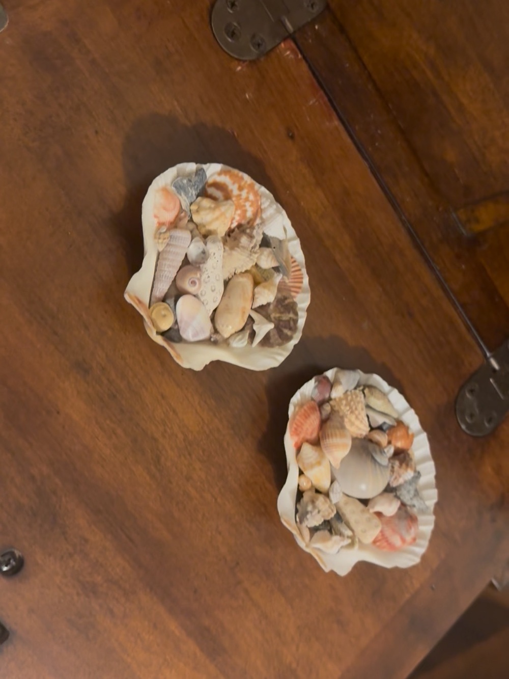 White scalloped shells filled with locally handpicked FL assortment.